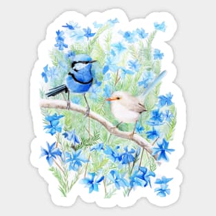 Splendid Wren and Leschenaultia 2 Sticker